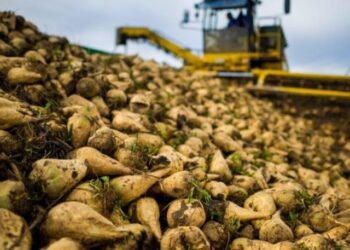 کشت چغندر قند در استان خراسان رضوی ممنوع می شود