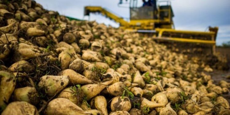 کشت چغندر قند در استان خراسان رضوی ممنوع می شود