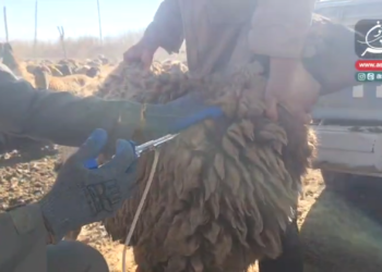 واکسیناسیون دام‌های عشایر در شهرستان جوین