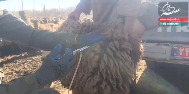 واکسیناسیون دامهای عشایر در شهرستان جوین