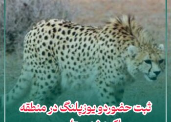 ثبت حضور ۲ یوزپلنگ در منطقه پیراکوه شهرستان جوین