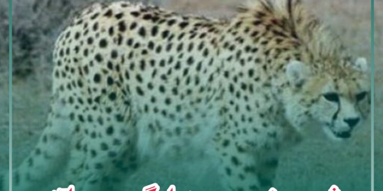 ثبت حضور ۲ یوزپلنگ در منطقه پیراکوه شهرستان جوین