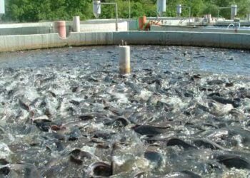 تولید سالانه بالغ بر 100 تن گوشت ماهی در شهرستان جوین