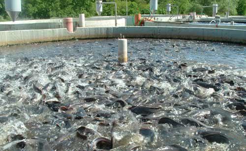 تولید سالانه بالغ بر 100 تن گوشت ماهی در شهرستان جوین