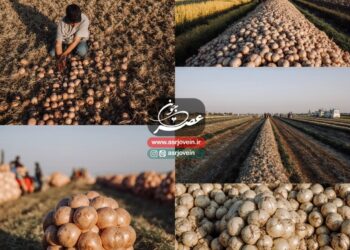 آغاز برداشت پیاز بهاره در جوین