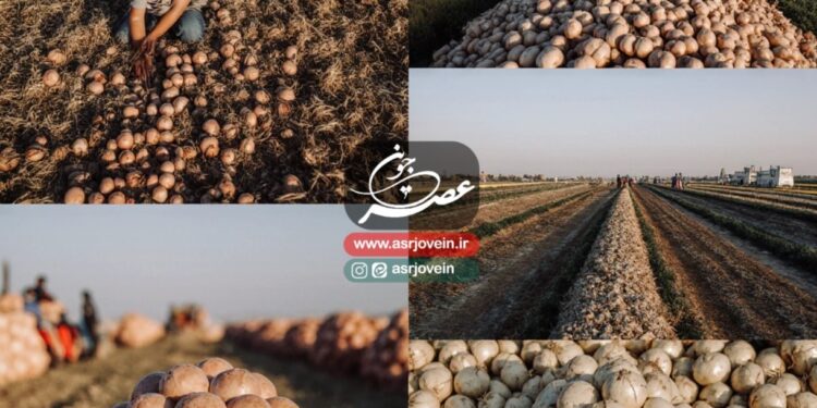 آغاز برداشت پیاز بهاره در جوین