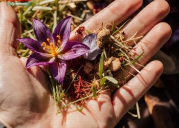 برداشت زعفران در شهرستان جوین آغاز شد