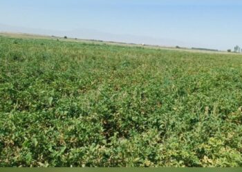 برای اولین بار ، کشت سیب زمینی در شهرستان جوین