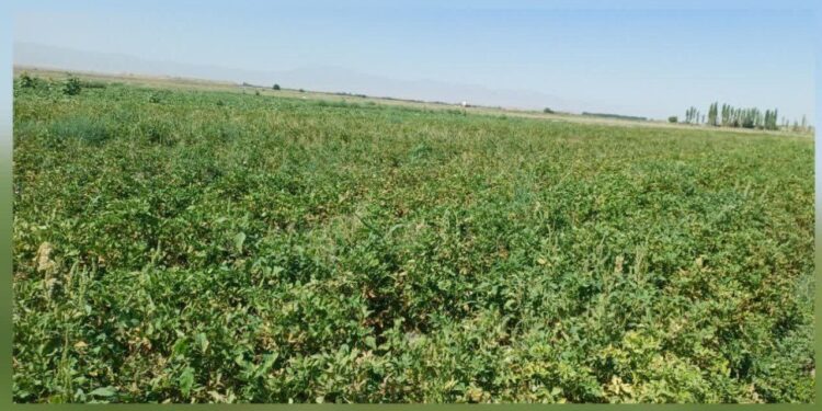 برای اولین بار ، کشت سیب زمینی در شهرستان جوین