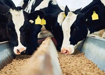 فرماندار جوین: توزیع عادلانه نهاده‌های دامی در اولویت مدیریت شهرستان است