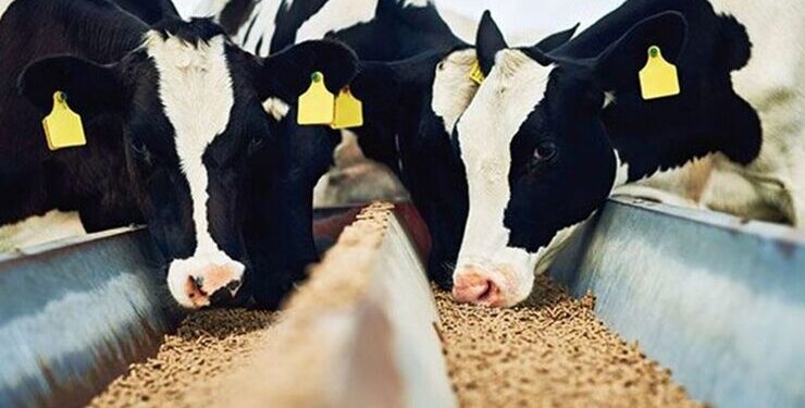 فرماندار جوین: توزیع عادلانه نهادههای دامی در اولویت مدیریت شهرستان است