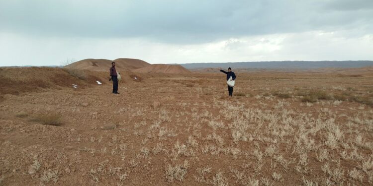 کاشت امید در زمستان؛ گندم و جو دیمی در دشت جوین