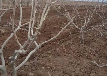 ‼️ شب تلخ باغدار پسته درجوین