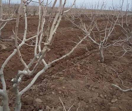 ‼️ شب تلخ باغدار پسته درجوین