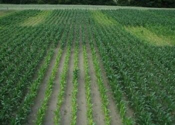 🌽 جوین، بازیگر اثرگذار در زنجیره راهبردی تولید بذر ذرت کشور